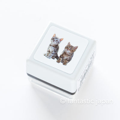 Real photo stamp -American shorthair Kitten "twins"-