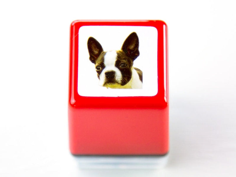 Real photo stamp  -Boston terrier "Chloe"-
