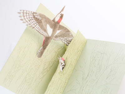 Pop-up card - Tobidustry , Great Spotted Woodpeckaer-
