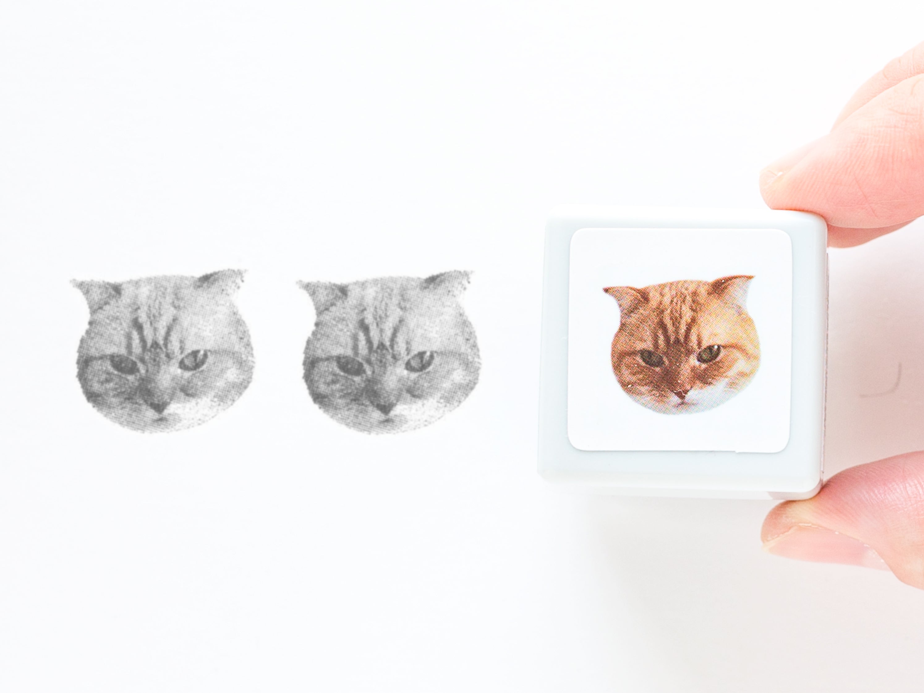 Real photo stamp -Munchkin Cat Hiroshi