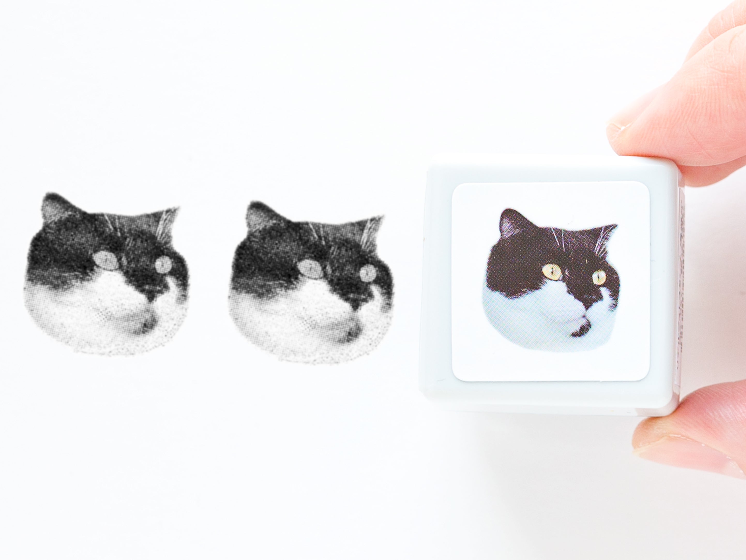 Real photo stamp -Scottish Fold Cat Yamada
