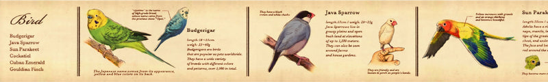 mt washi tape Ex / Encyclopedia of bird / MTEX1P90R