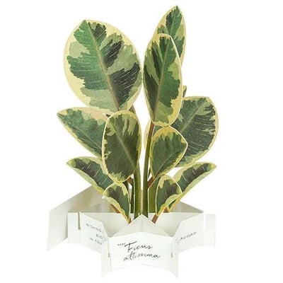 Greeting card/ Blooming card -ficus altissima-