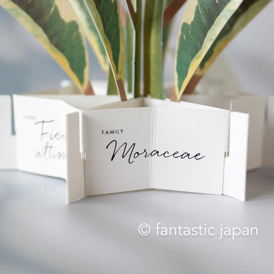 Greeting card/ Blooming card -ficus altissima-