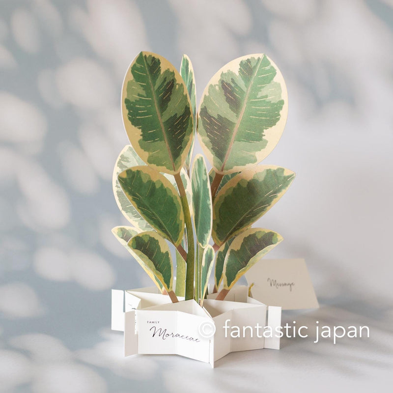 Greeting card/ Blooming card -ficus altissima-