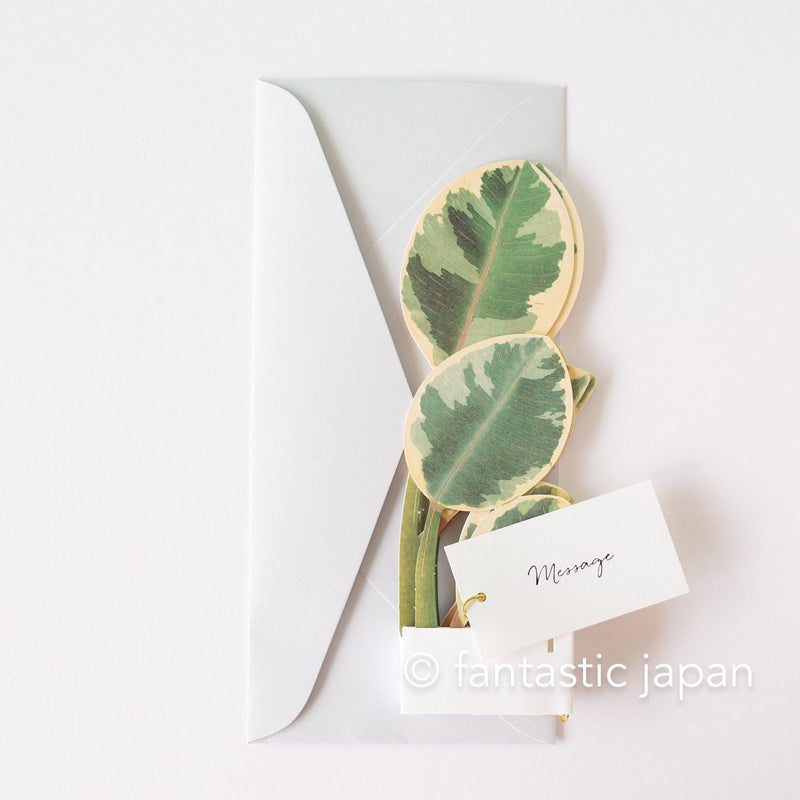 Greeting card/ Blooming card -ficus altissima-