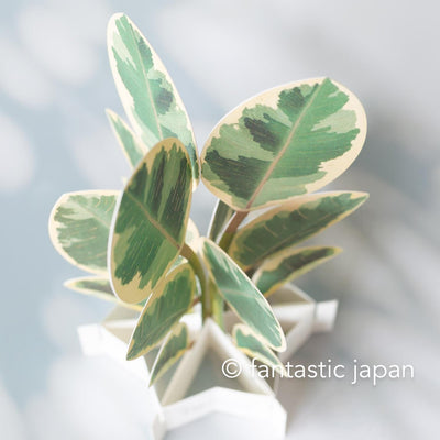 Greeting card/ Blooming card -ficus altissima-