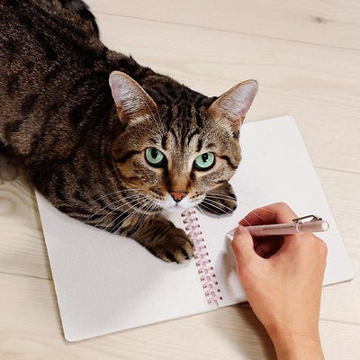 KOKUYO  / Limited Campus paw soft ring cat notebook -calico cat-