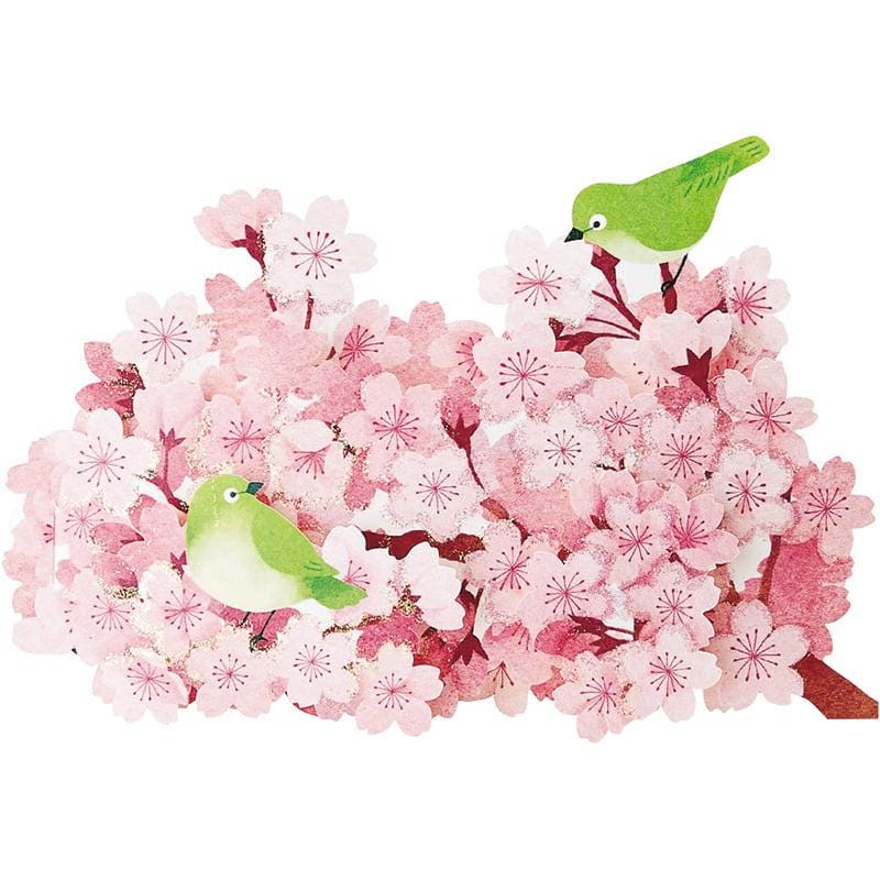 Greeting card -Warbling White-eye in the Cherry blossoms-