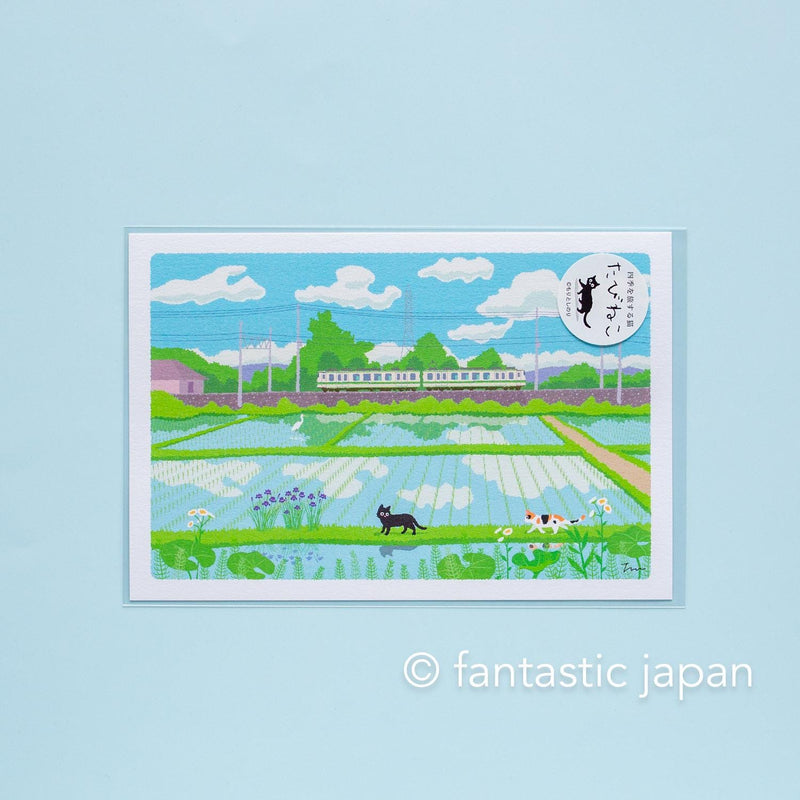 tabi-neko post card -Rice fields in early summer-