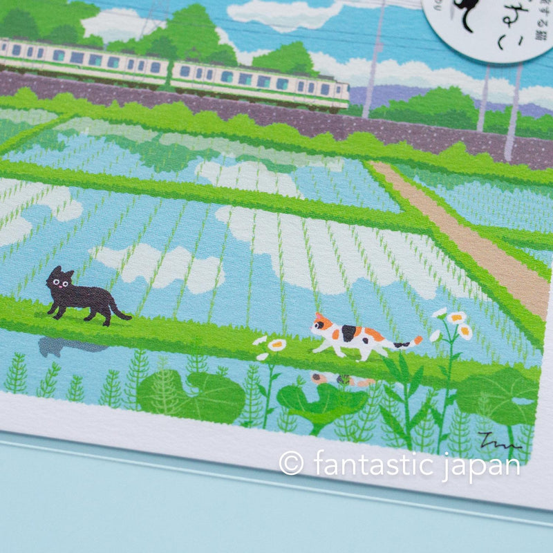 tabi-neko post card -Rice fields in early summer-