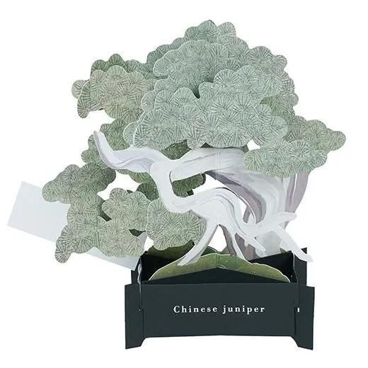 Bonsai pop-up greeting card -Shinpaku juniper-