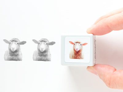 Real photo stamp -Sheep-