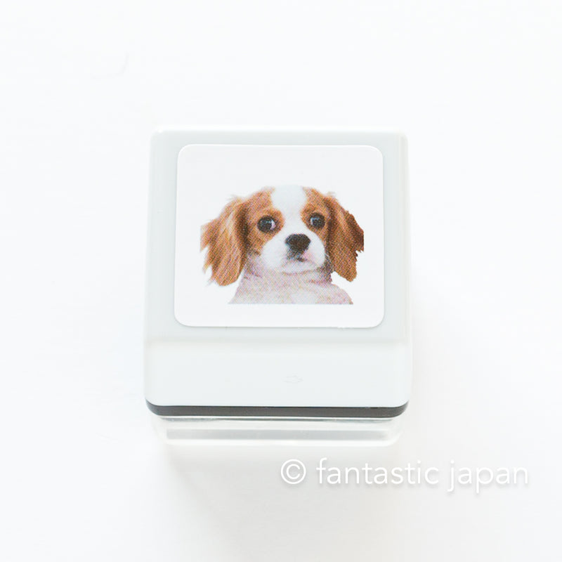Real photo stamp -Cavalier-