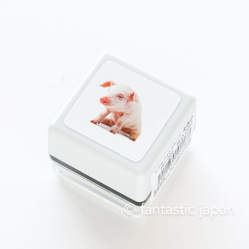 Real photo stamp - pig -