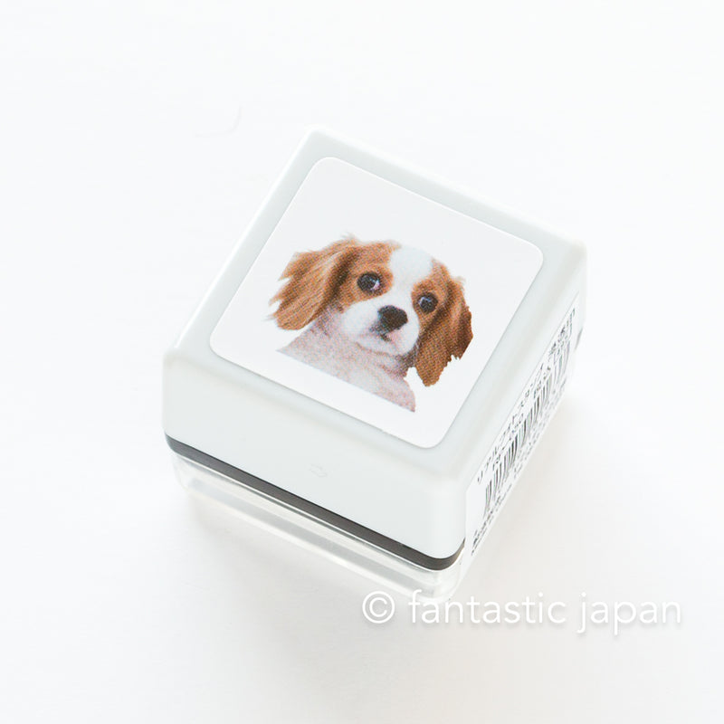 Real photo stamp -Cavalier-