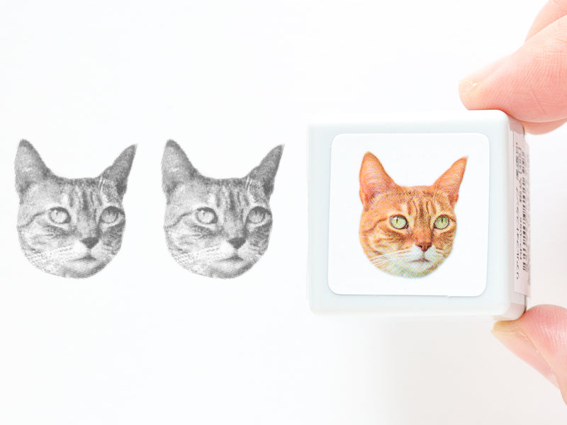 Real photo stamp -Munchkin Cat "Hiroshi"-