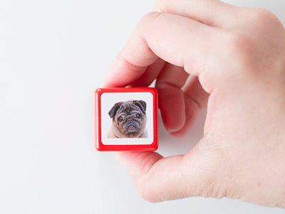 Real photo stamp -pug-