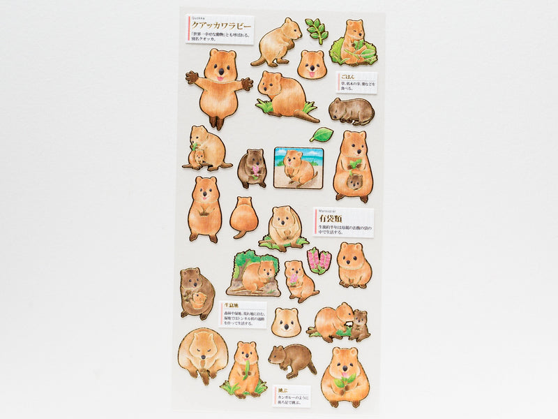 Visual collection sticker  - Quokka Wallaby -