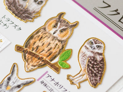 Visual collection sticker - Owl -