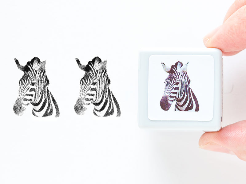 Real photo stamp -Zebra-